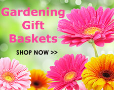 Gift Baskets by Design It Yourself Gift Baskets